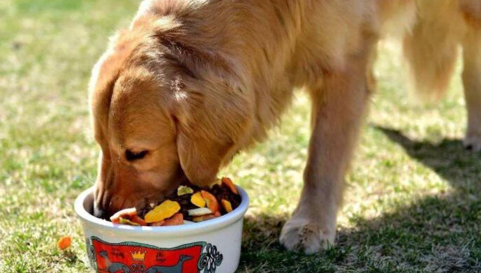 青島卡爾寵物食品深度解析 品質如何，是否值得您的選擇？